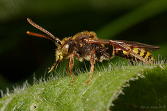 Nomada sp.