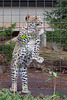 Leopard 2007 (Wilhelma)