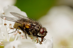 A fly on hawthorn flowers