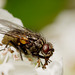 A fly on hawthorn flowers