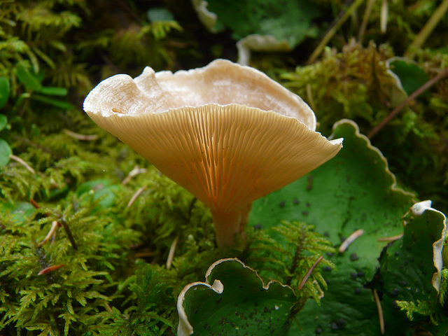 Mushroom and Spotted Dog Lichen