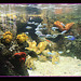 Corals & Fish 2 - Brighton Sealife - 9.2.2013