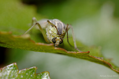 Chironomid? having a bad leg day!