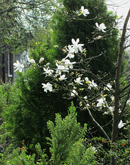 Magnolia.