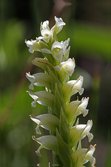 Hooded Ladies'-tresses