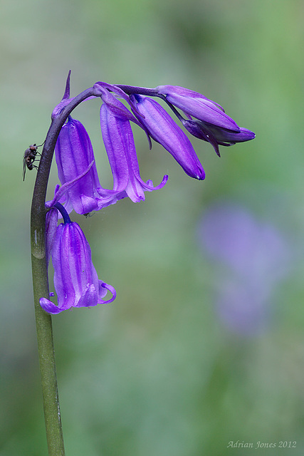 Bluebell. (Hyacinthoides non-scripta)