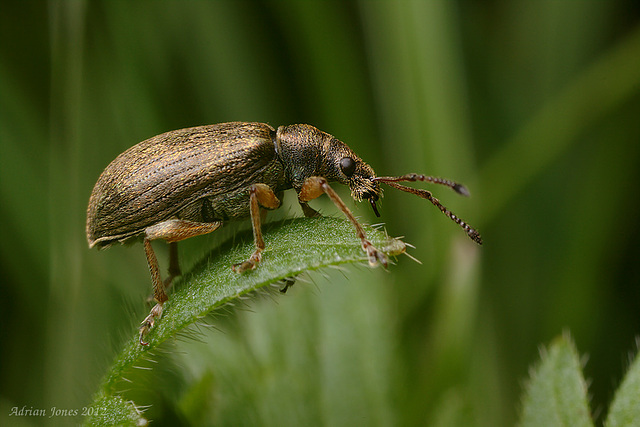 Weevil.