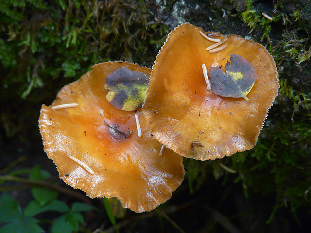 Each topped with a tiny leaf