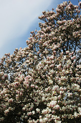 Magnolia.