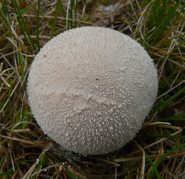 Puffball