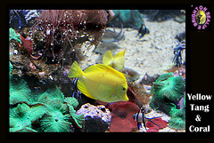 Yellow Tang & Coral Brighton Sealife 9.2.2013