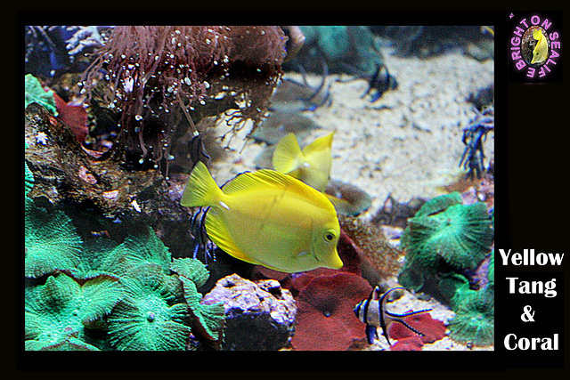 Yellow Tang & Coral Brighton Sealife 9.2.2013