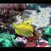 Yellow Tang & Coral Brighton Sealife 9.2.2013