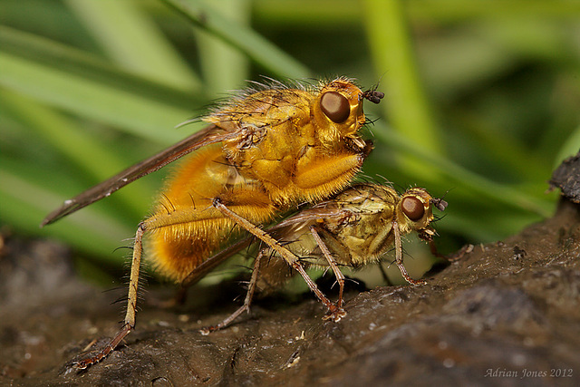 Dung Flies