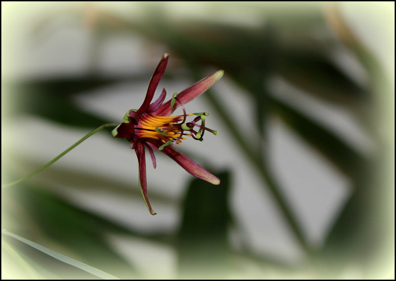 Passiflora 'SunFire' (2)