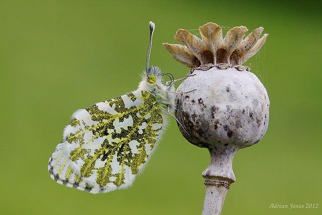 Female Orange Tip Butterfly