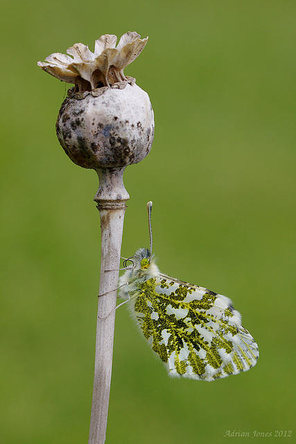 Female Orange Tip Butterfly