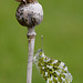 Female Orange Tip Butterfly