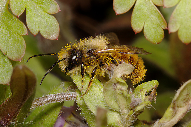 Osmia bicornis (syn. Osmia rufa)