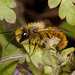 Osmia bicornis (syn. Osmia rufa)