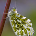 Female Orange Tip Butterfly