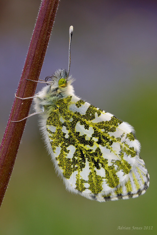 Female Orange Tip Butterfly