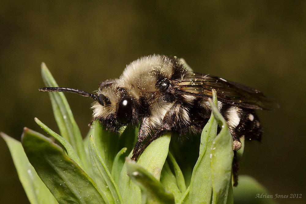Melecta albifrons