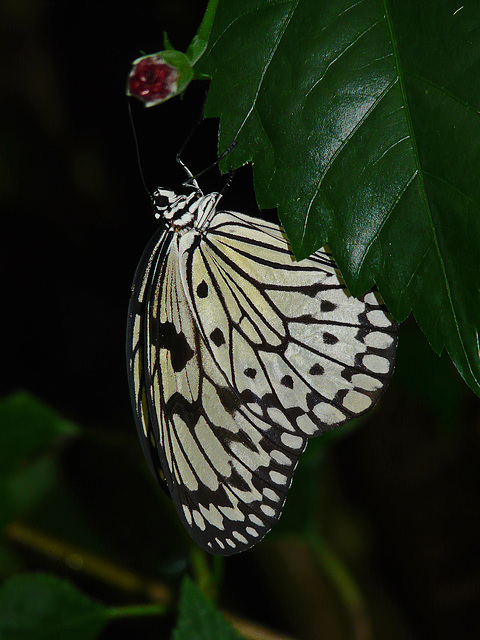 Paper Kite