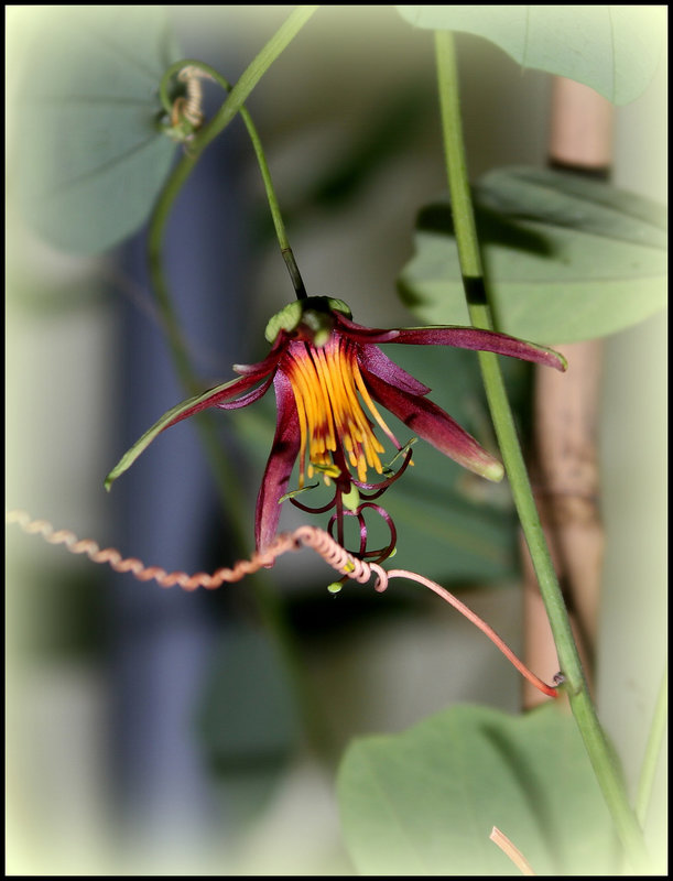 Passiflora 'SunFire'