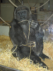 Gorilladame Mimi 2007 (Wilhelma)