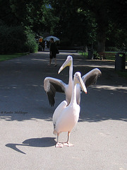 Pelikane auf Abwegen I (Wilhelma 2007)