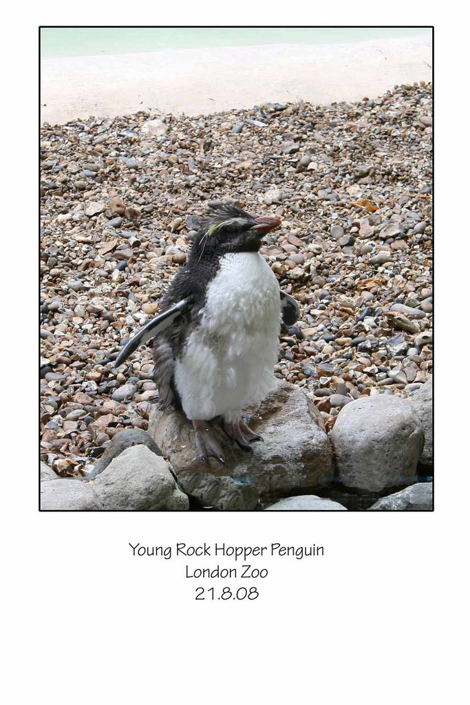 Zoo visit 21.8.2008 - Young Rock Hopper Penguin - London Zoo