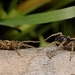 Wolf Spiders