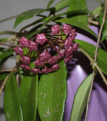 Hoya pubicalyx 'Silver Pink'