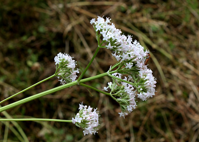 Valeriana officinalis (3)