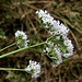 Valeriana officinalis (3)