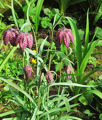 Fritillary.
