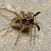 Wolf Spider (Male)