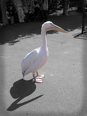 Pelikane auf Abwegen V (Wilhelma 2007)