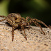 Wolf Spider (Female)