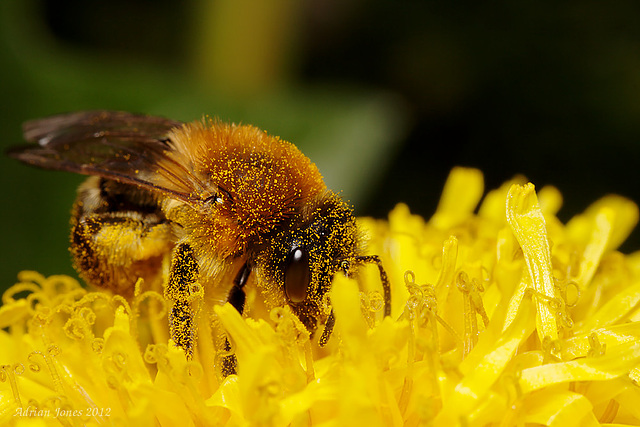 Andrena haemorrhoa ????