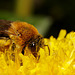 Andrena haemorrhoa ????