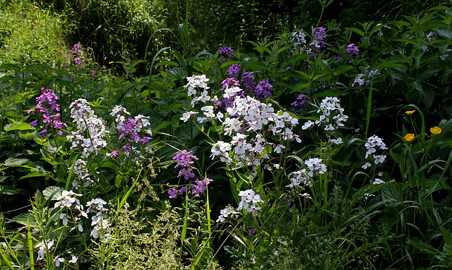 Hesperis matronalis (3)