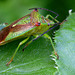 (Hawthorn Shieldbug) Acanthosoma haemorrhoidale