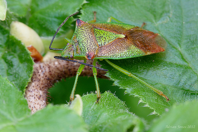 (Hawthorn Shieldbug) Acanthosoma haemorrhoidale