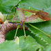 (Hawthorn Shieldbug) Acanthosoma haemorrhoidale