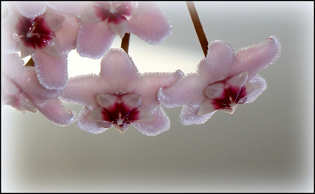 Hoya carnosa