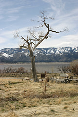 Snag, at Deadman Creek Trailhead