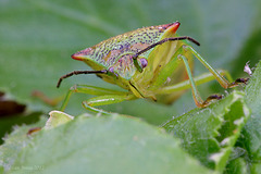 Hawthorn Shieldbug (Acanthosoma haemorrhoidale )