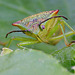 Hawthorn Shieldbug (Acanthosoma haemorrhoidale )